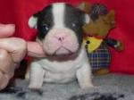 chiot bulldog adopter