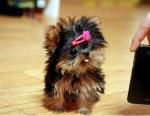 Excellent Teacup Yorkie Puppies for A good home