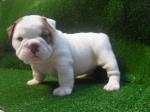 imunized English bulldog puppies (FREE) text:(240) 753-0157