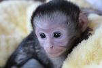 Adorable Capuchin Monkeys for adoption text (678)759-4909