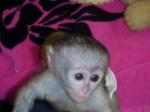 Gorgeous Capuchin Monkey Available text (678)759-4909